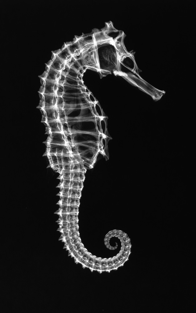 a study on the seahorse Up in 1994 by the seahorse trust to study both of the species in the hippocampus hippocampus in torbay, devon for 3 months was invaluable to gather much needed data on their ecology and behaviour in the wild john newman (the seahorse trust) studied a pair of short snouted. a study on the seahorse Up in 1994 by the seahorse trust to study both of the species in the hippocampus hippocampus in torbay, devon for 3 months was invaluable to gather much needed data on their ecology and behaviour in the wild john newman (the seahorse trust) studied a pair of short snouted.