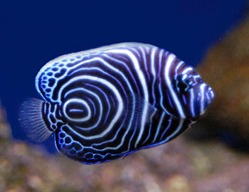 Angelfish