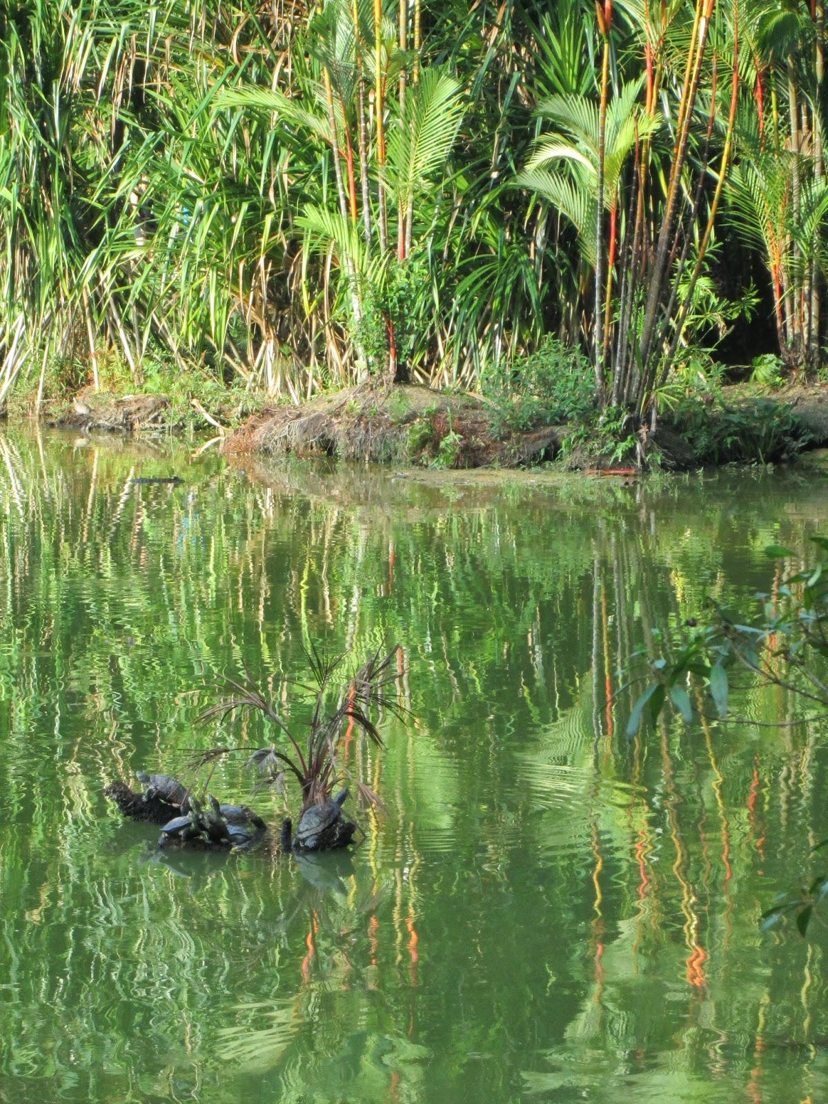 Singapore Botanical Garden