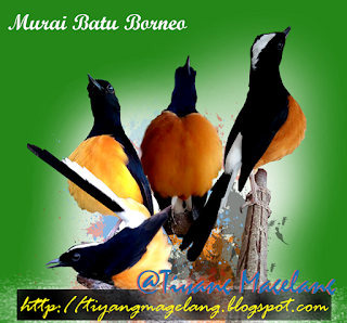Suara burung murai borneo gacor Suara burung murai borneo gacor