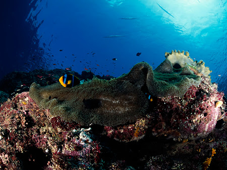 gambar bawah laut, dalam laut