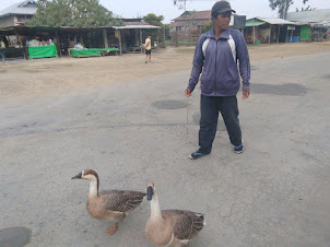 A local walking his geese near Loktak lake in Manipur