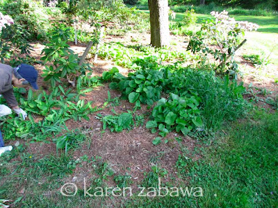 East Gardens Rhododendron beds before weeding. Weeds cover the soil in a rhododendron bed in spring.