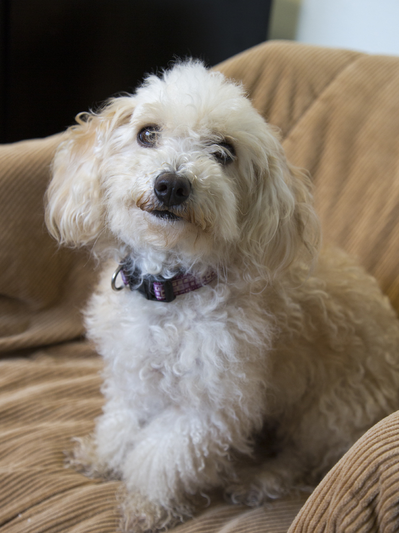 Husky Poodle Mix Husky poodle mix mixed. Husky Poodle Mix Husky poodle mix mixed.