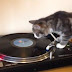 Gato ataca de DJ e fica preso em vitrola que toca Bob Marley