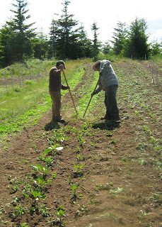 Lynch Creek's Arturo and Artemio weed the far dahlia field at the farm. Arturo and Artemio weeding