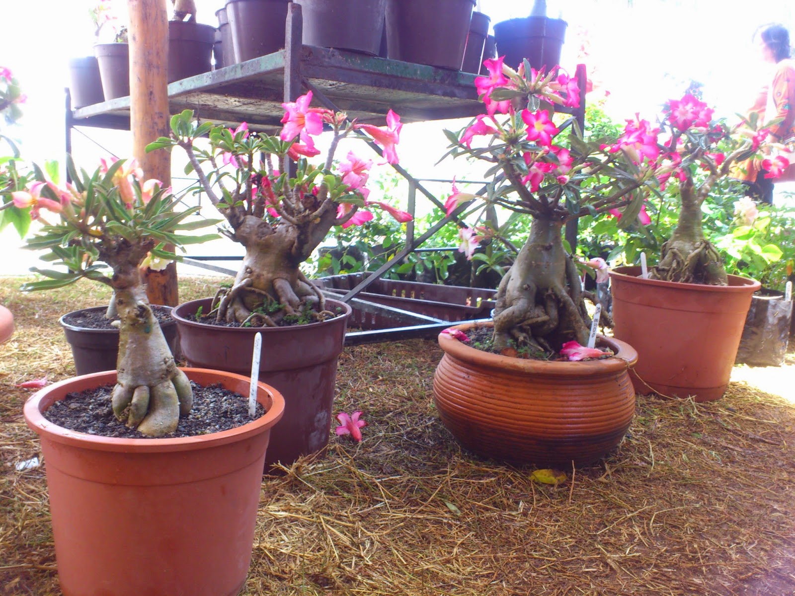 Bonsai Mauritius Bonsai Salon De La Maison Et Du Jardin 2014 Bonsai Mauritius Bonsai Salon De La Maison Et Du Jardin 2014