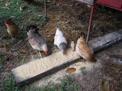 Raising Egg-Laying Chickens