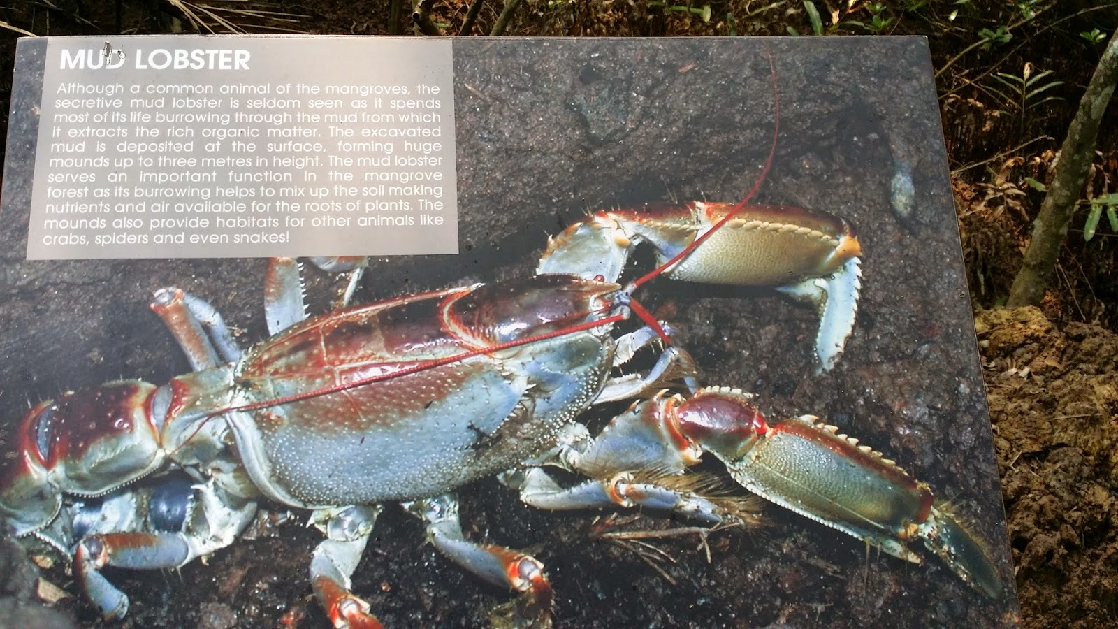 Food, Shop, Travel and Great Buys..... Biking Adventure at Pulau Ubin