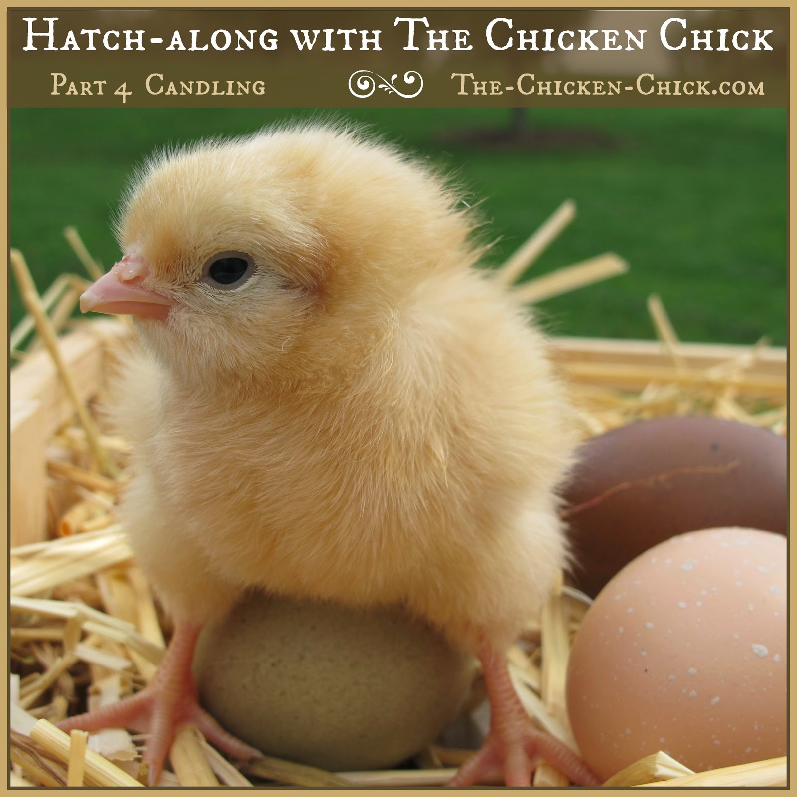The Chicken Chick® Hatchalong with The Chicken Chick Part 4 Egg
