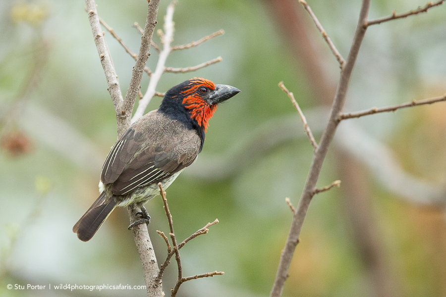 Wild4 African Photographic Safaris Birds of KRUGER photo safari