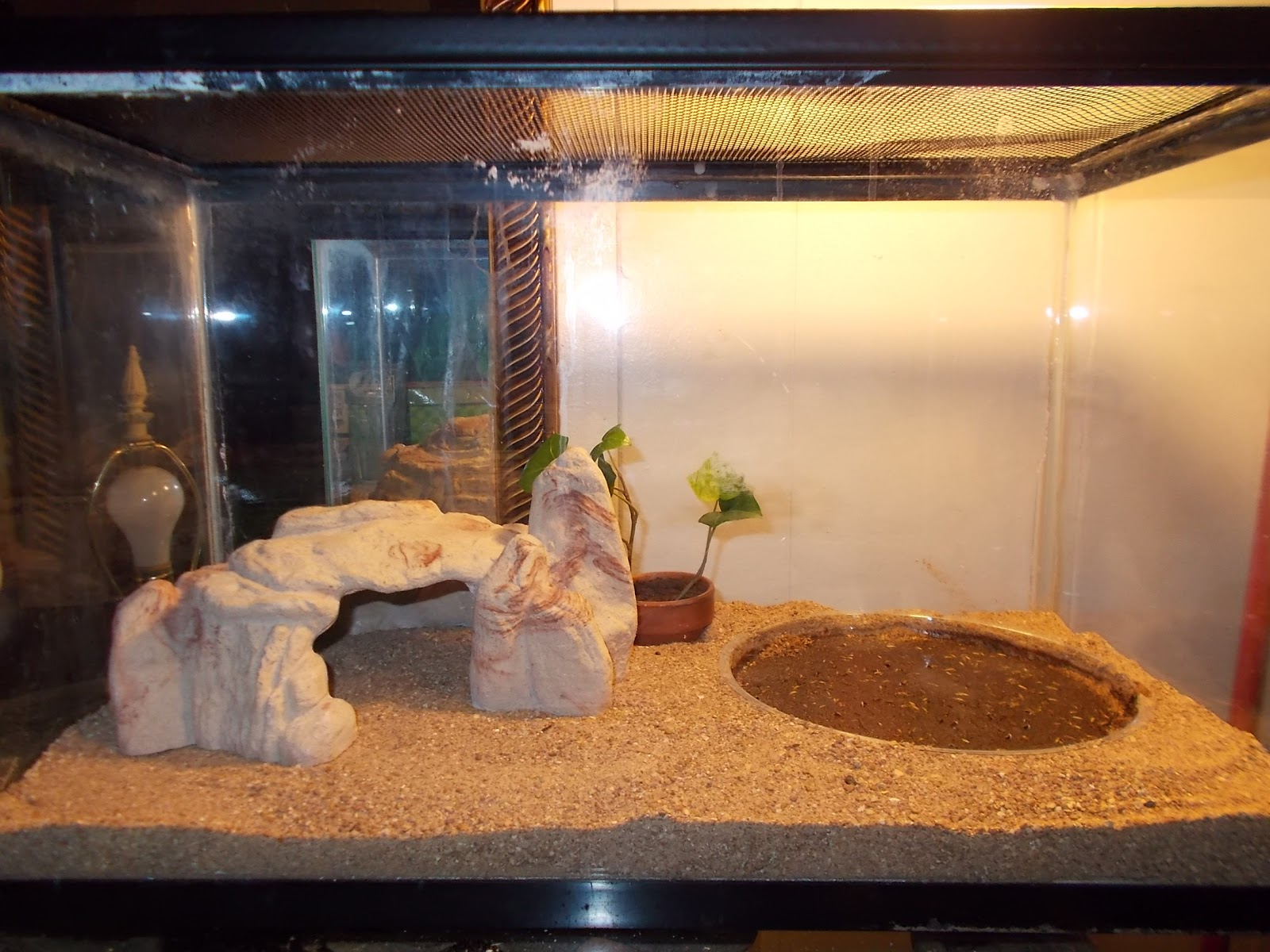 Hermit Crab Terrarium - The Planted Tank Forum