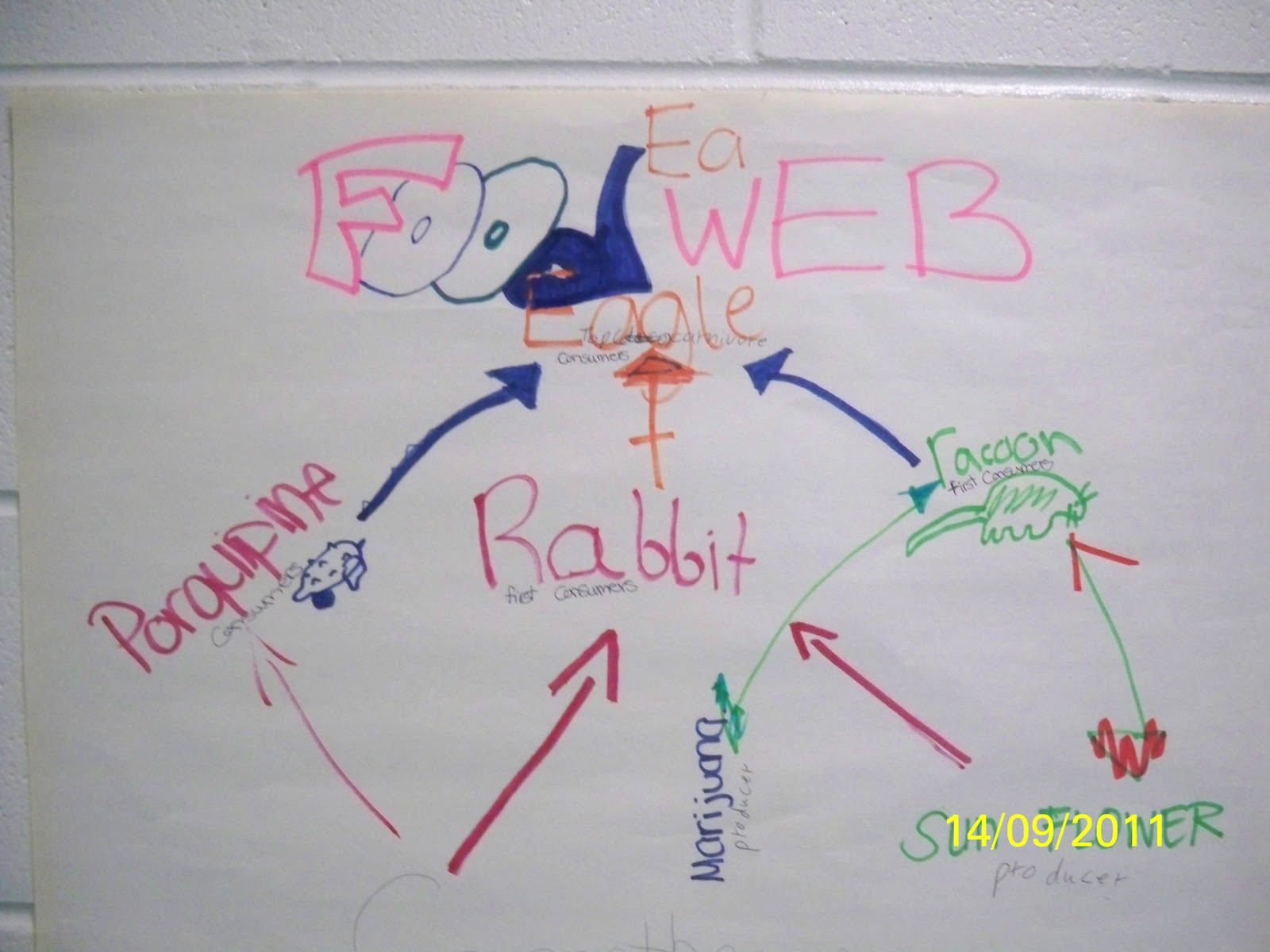 Food chain vs food web diagram image