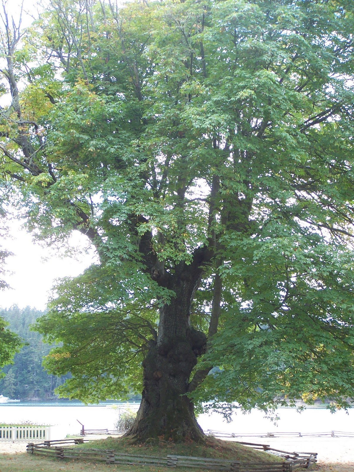 Deciduous Determinations Learn To Identify These Pnw Trees