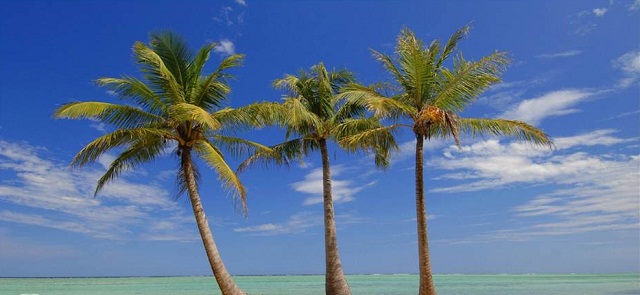 Island Palms, Madagascar