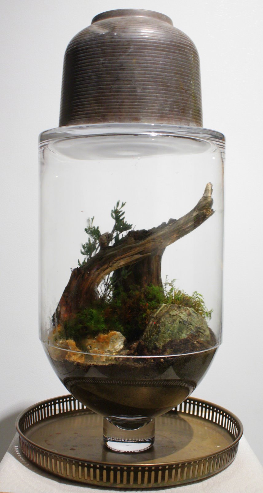 the slug and the squirrel Terrarium, The slug, Decor