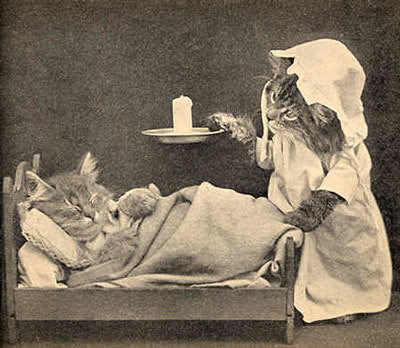 Harry Whittier Frees Cat Photos Harry Whittier Frees Cat Photos