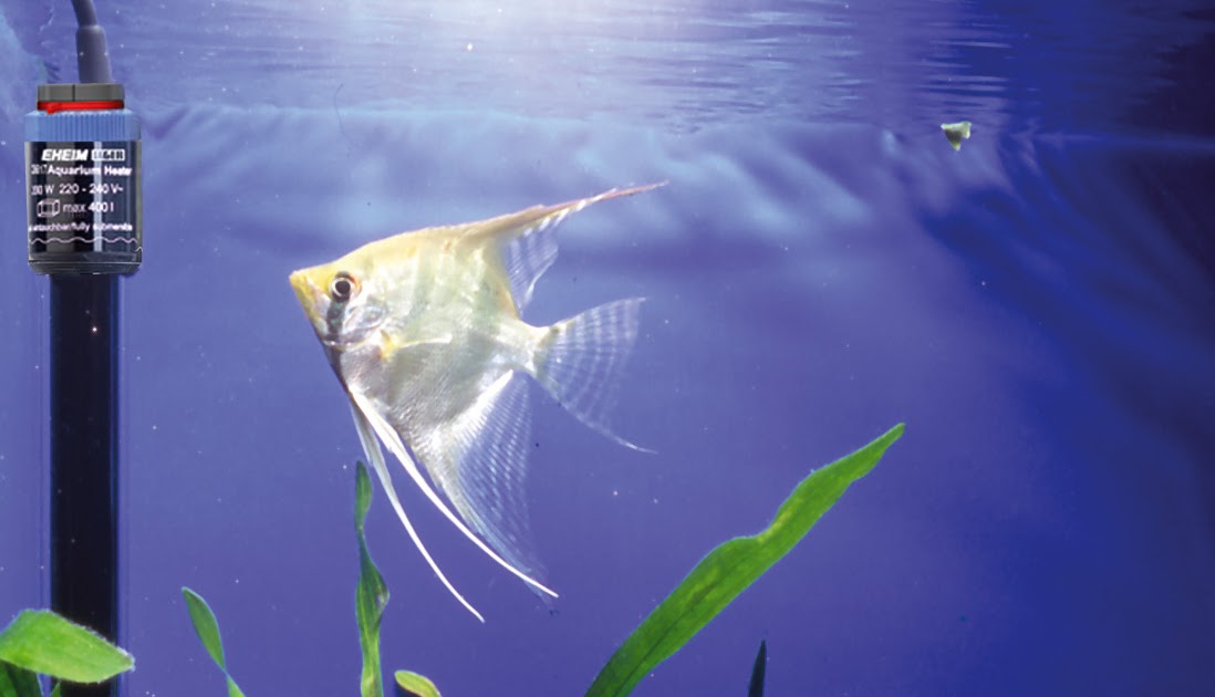 Tips Rahasia Sangat Mudah Menjaga Suhu Aquarium Waterdecor