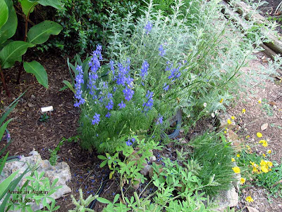 Annieinaustin,larkspur & perovskia