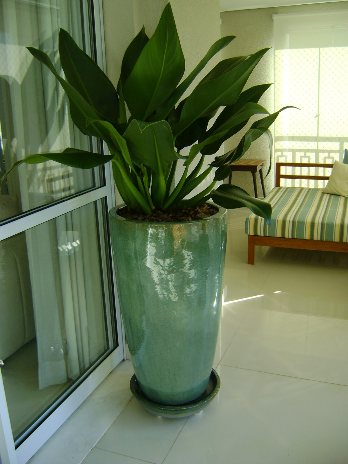 Plantas De Jardim Que Aguentam Sol Pacová Não Gosta De Sol Diretamente é Ideal Para Interiores Ou~ Plantas De Jardim Que Aguentam Sol