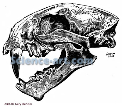 Dinictis skull