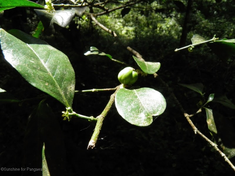 Wild coffee in teh Harenna Forest Ethiopia Wild coffee in the Harenna Forest, Bale Mountain National Park/Ethiopia