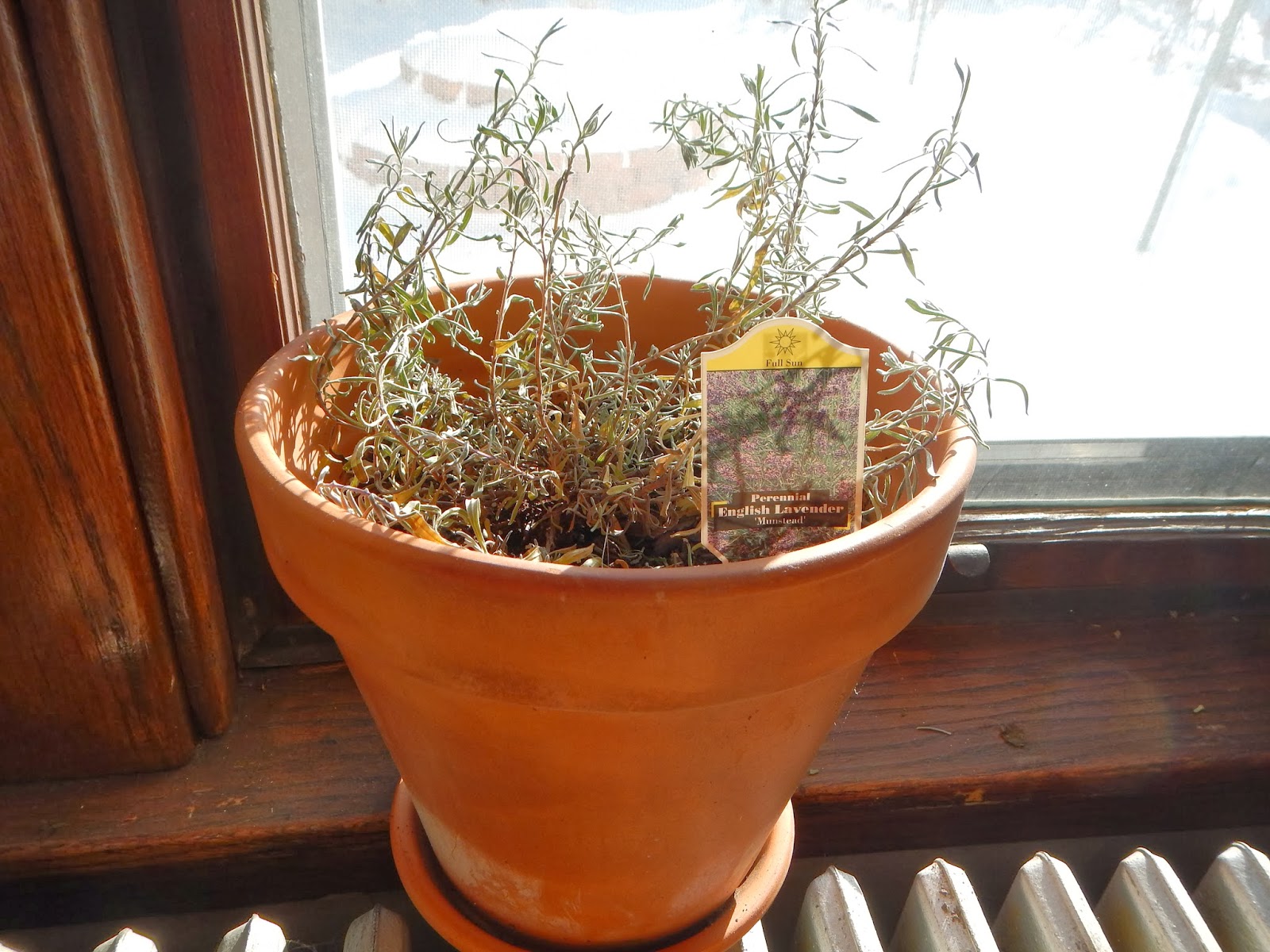 Day by Day Homesteading The Art of Creating Resiliency, One Day at a