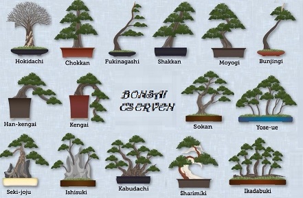 bonsai cserven