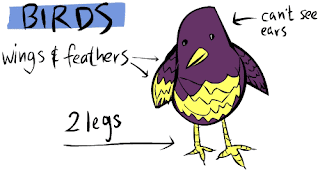 Biology: Characteristics of Aves preen gland diagram 