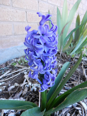 flowering hyacinth picture flowering hyacinth picture