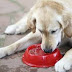 Πόσο νερό χρειάζονται οι μεγάλοι σε ηλικία σκύλοι;...