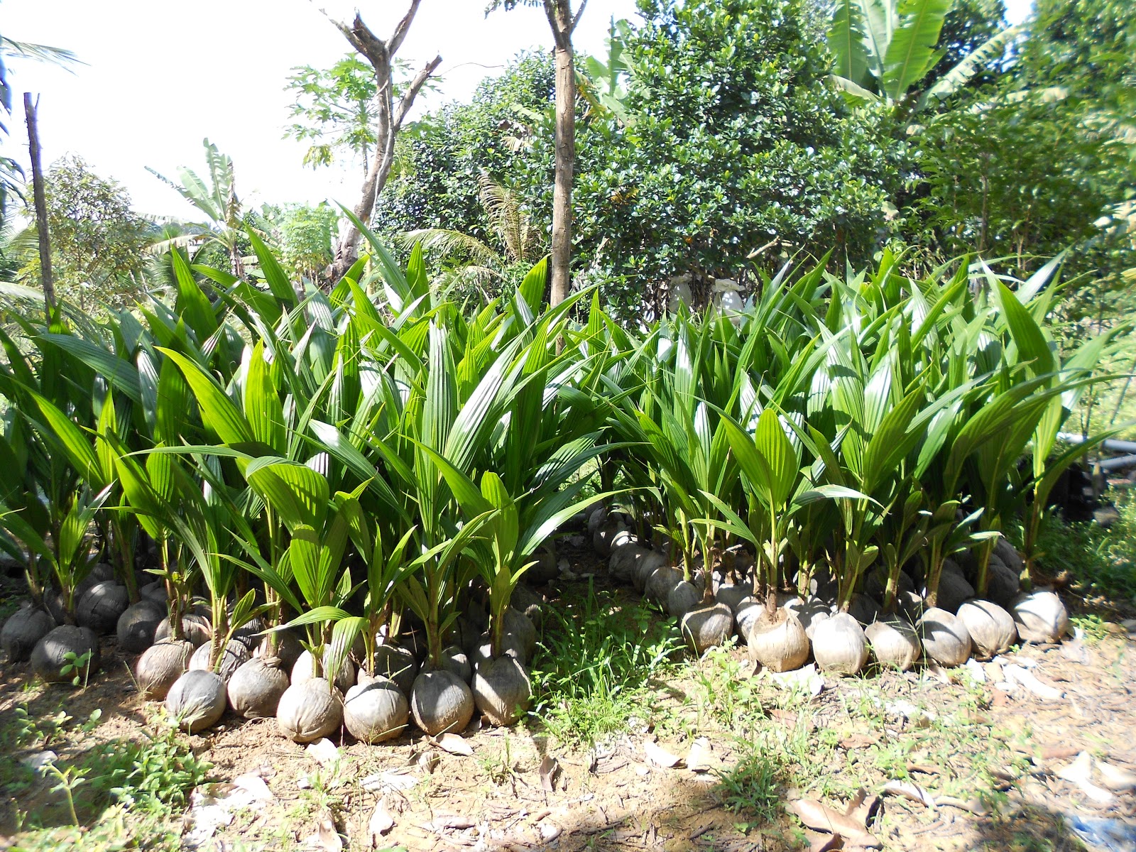 gambar pokok kelapa