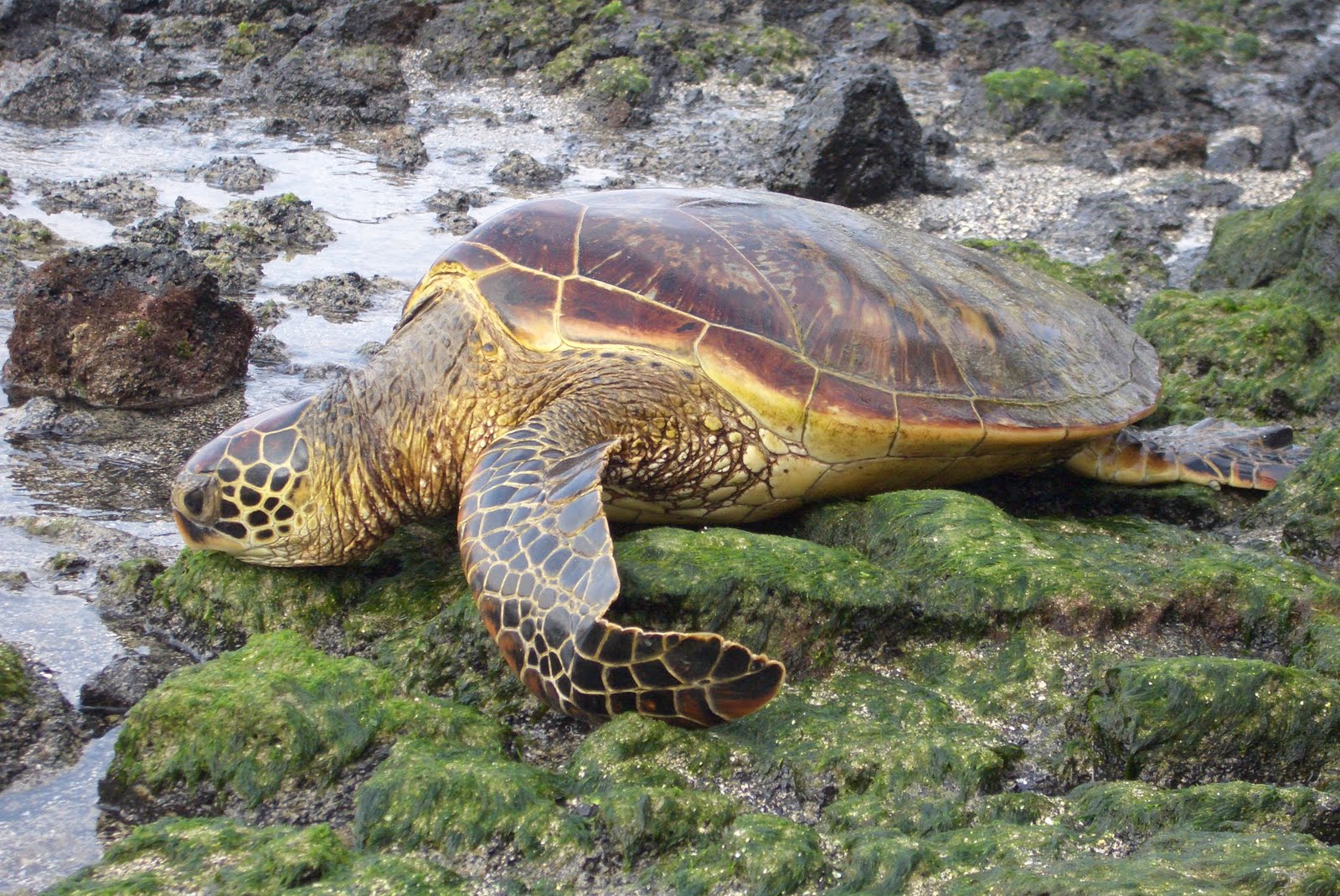 http://4.bp.blogspot.com/-edX3UYcjWpY/TkYwalVyBpI/AAAAAAAABwY/4SaW8KbGI50/s1600/green+sea+turtles+on+land-3.jpg