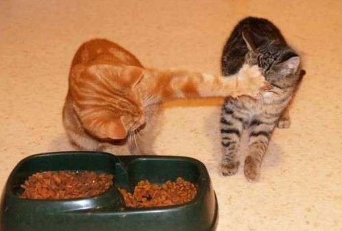 Alley Cat Food Hygiene Alley Cat Food Hygiene