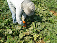 Picking up melons and water melons
