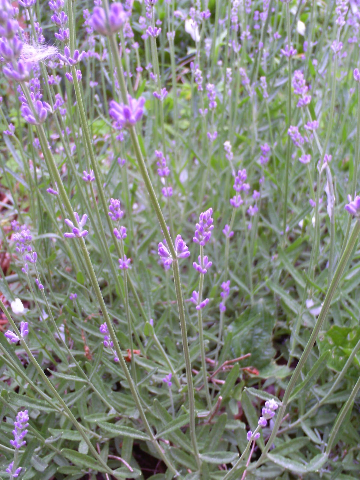 Nerissa's Life the sweet smell of lavender