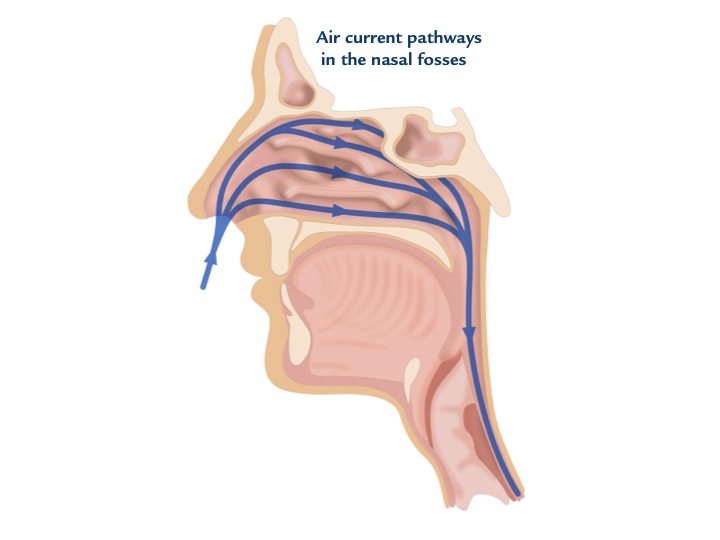 Nasodren for Sinusitis Treatment