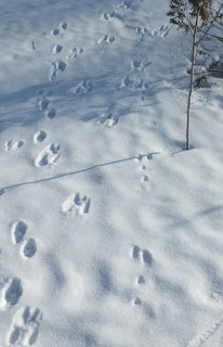 Rabbit and Squirrel tracks in snow