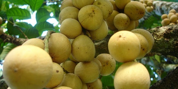 Buah Duku 7 Manfaat Buah Duku Bagi Kesehatan