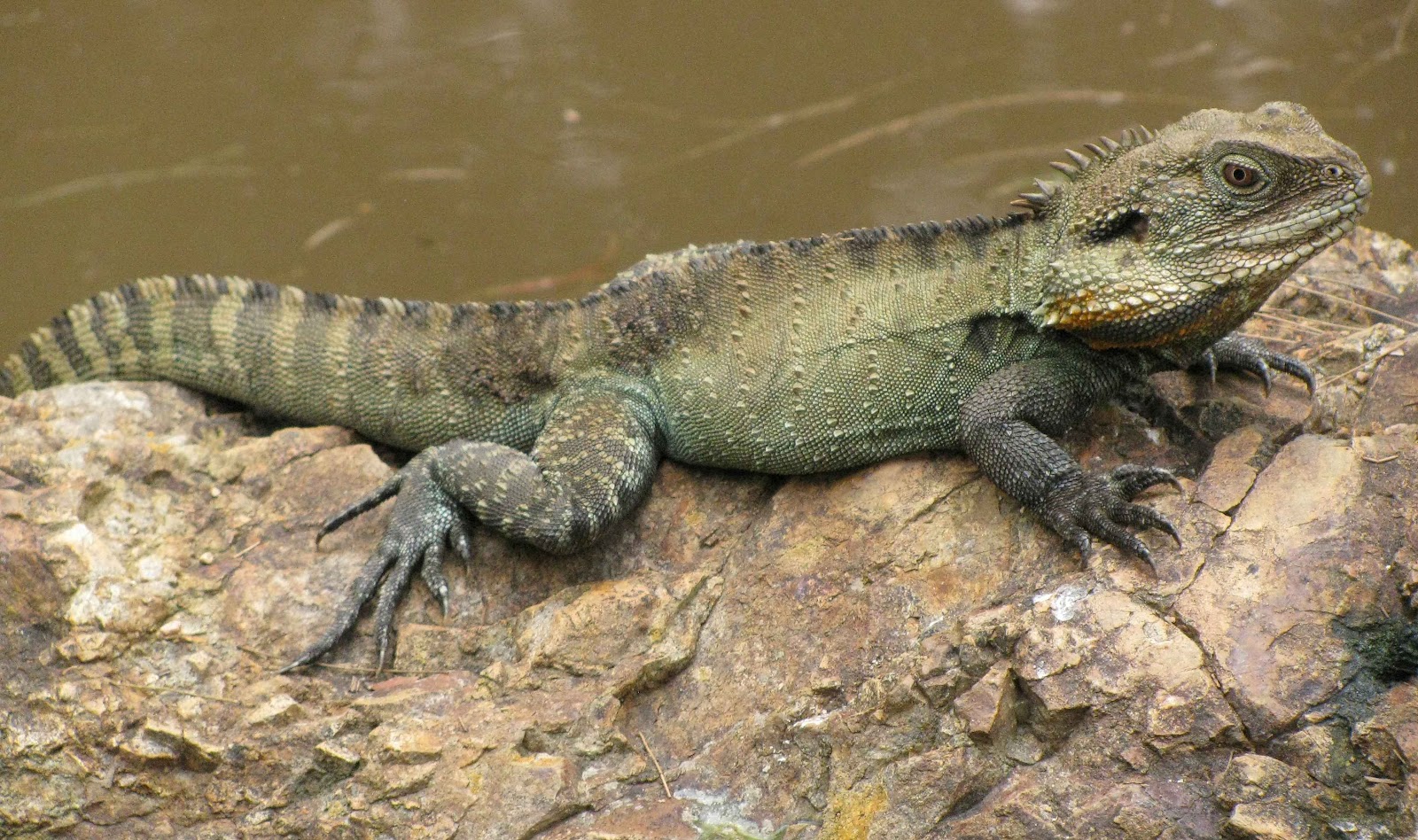 Australian-water-dragon-1.jpg
