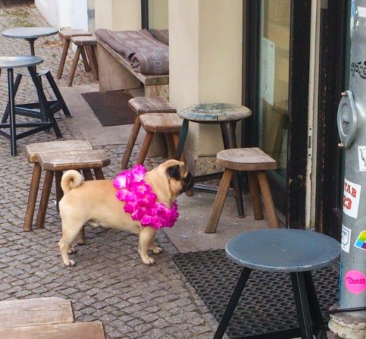 35 Pictures of Dogs Waiting For Their Owners Patiently Outside Shops