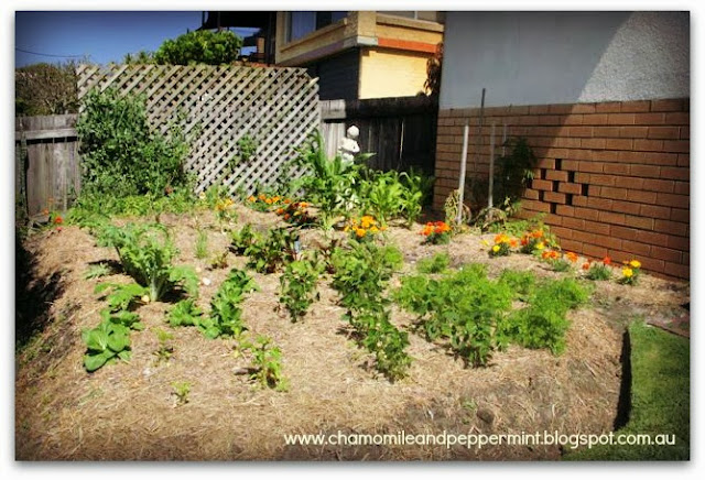 Chamomile & Peppermint Blog - Grow your own food and medicine this spring Chamomile & Peppermint Blog - Grow your own food and medicine this spring