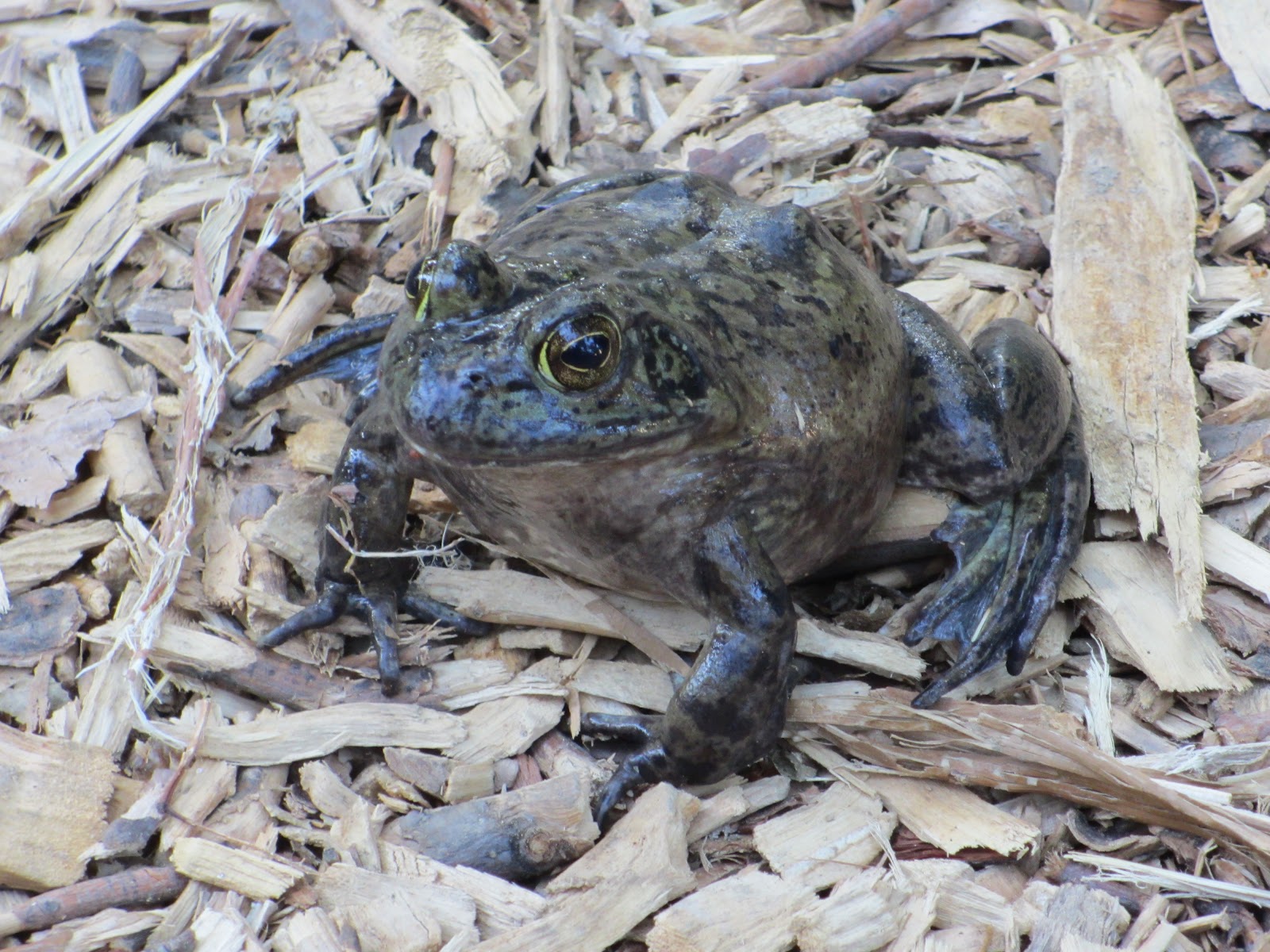 Cannundrums: American Bullfrog