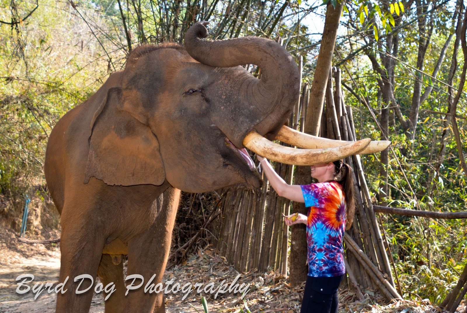 Living the Bucket List Life 111 Blow into the Trunk of an Elephant