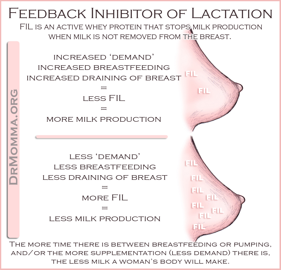 What is lactation 46 What is lactation 88