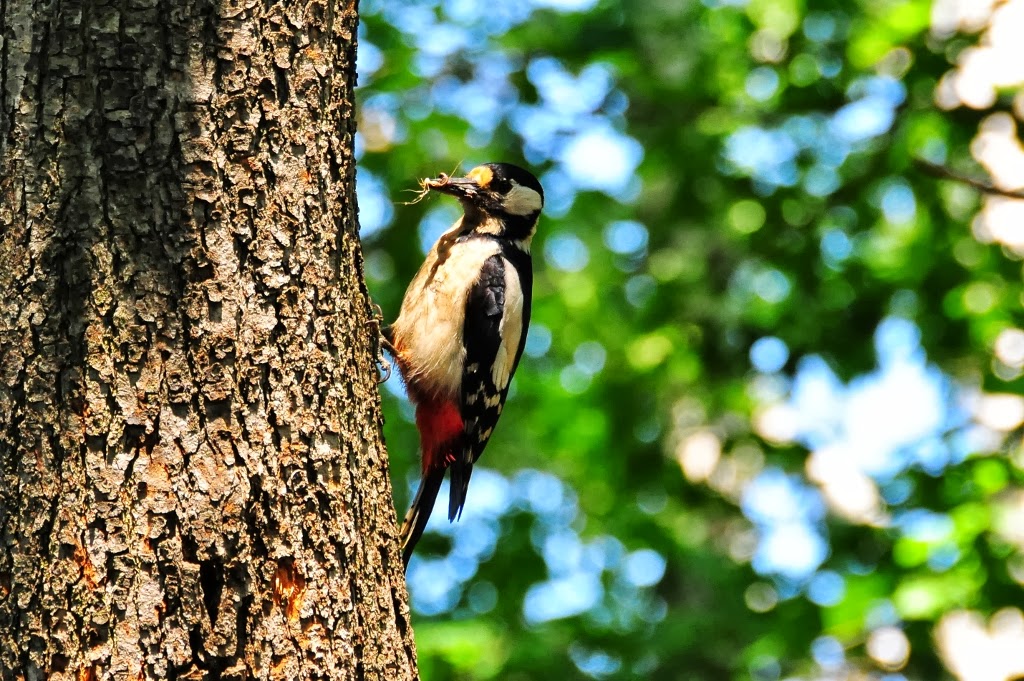 Grasgefluster Oktober 2013