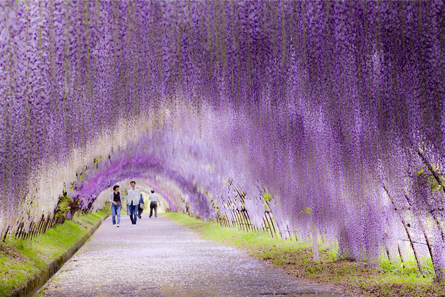 Wisteria Flower Tunnel in Japan 20 Unbelievably beautiful places.