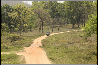 Beautiful Kanha Forest Beautiful Kanha Forest