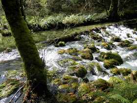 by E.V.Pita.... Spain, amazing rain forest in River Barragan (Pazos de Borben) / Por E.V.Pita.... Sorprendente bosque del río Barragan (Galicia, Pazos de Borbén y Fornelos de Montes) / A fraga do Barragán