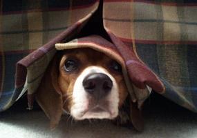 Can A Dog Develop Anxiety From Thinder Can A Dog Develop Anxiety From Thinder